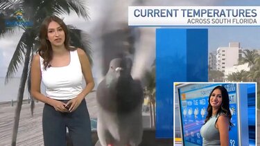 Γυναίκα μετεωρολόγος στη Φλόριντα έγινε viral εξαιτίας ενός περιστεριού!