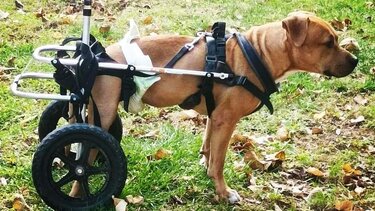 Δώρο ζωής από την Αθήνα στην Κρήτη, για έναν υπερήλικα σκύλο