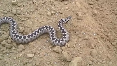 Σε σοβαρή κατασταση νοσηλεύεται η 39χρονη την οποία δάγκωσε οχιά