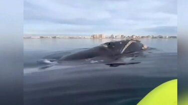 Ζευγάρι έκανε sup δίπλα σε φάλαινα – Δείτε βίντεο