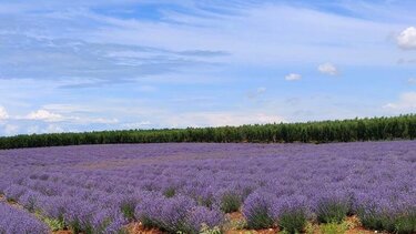 Οι αρωματικοί «βασιλιάδες» του κήπου