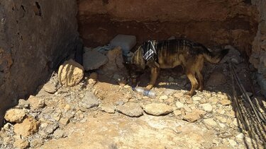 Νεκρός γλάρος και γεράκι, λόγω τοξικών ουσιών