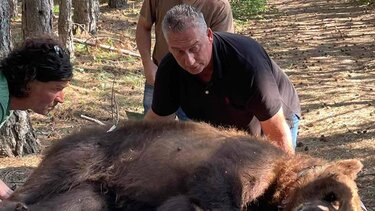 Συνέλαβαν αρκούδα που «έκλεβε» κοτέτσια και της άλλαξαν περιοχή