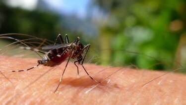 Κουνούπια: Γιατί τσιμπάνε κάποιους περισσότερο;