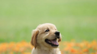 Σε κατάσταση μέθης, πετούσε συνεχώς τον σκύλο του στη θάλασσα!