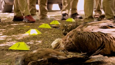 CSI για την προστασία άγριας ζωής και στην Κρήτη, όπου οι άνθρωποι αποτελούν πραγματική απειλή!