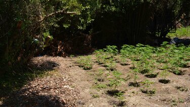 Όχι 100, ούτε καν 200... 359 δενδρύλλια κάνναβης ξερίζωσε η ΕΛΑΣ!