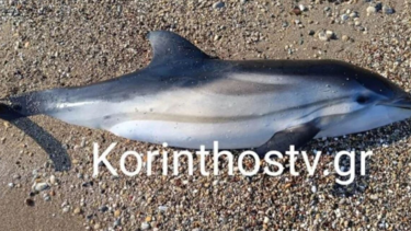 Κόρινθος: Δεν τα κατάφερε το δελφινάκι που βοήθησαν οι λουόμενοι