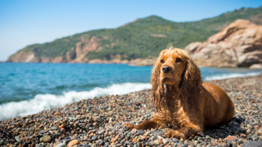 Σκύλος στη θάλασσα - Τι επιτρέπεται βάσει νόμου