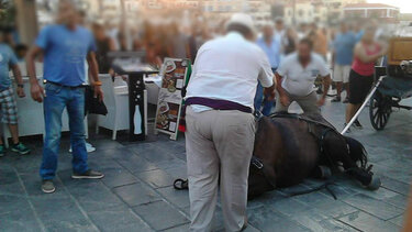 ΜέΡΑ25: Δεν είναι έθιμο, είναι κακοποίηση