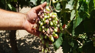 Τι είδαν οι ελεγκτές;