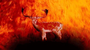 Τροφή για τα πυρόπληκτα ελάφια της Ρόδου, στέλνουν τα ελάφια της Λήμνου!