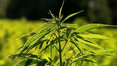  Σκωτία: Προτείνεται η αποποινικοποίηση κατοχής ναρκωτικών για προσωπική χρήση