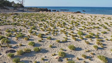 Η Χρυσή αρχίζει να.. αναγεννιέται από τις στάχτες της!