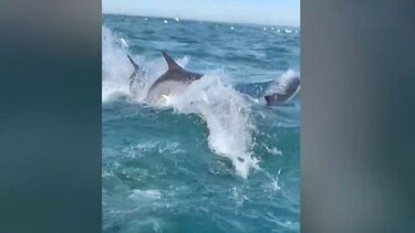 Νότια Αφρική: Η στιγμή που καρχαρίας επιτίθεται σε βάρκα – Ανήσυχοι οι επιστήμονες