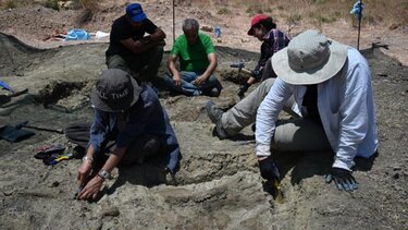 Εντυπωσιακή ανακάλυψη στο Oροπέδιο Καθαρού - Στο "φως" προϊστορικά οστά νάνου ιπποπόταμου