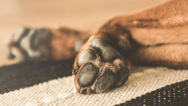 Σκύλος επιτέθηκε και τραυμάτισε 9χρονο στο Καματερό 