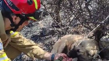 Πυροσβέστης φροντίζει σκυλάκια που έχουν χαθεί στα καμμένα