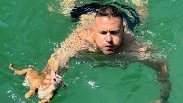 Πλήρωμα ferry boat βούτηξε στη θάλασσα για να σώσει γατάκι