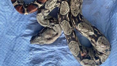 Πέθανε ο τραυματισμένος βόας που βρέθηκε σε πάρκο της Θεσσαλονίκης