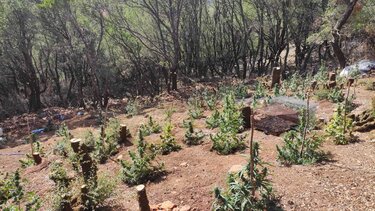  "Ορφανή" χασισοφυτεία "ξετρύπωσαν" οι Αρχές, στα Σφακιά