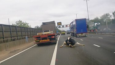 Μεγάλη Βρετανία: Αγελάδα πέφτει από φορτηγό σε αυτοκινητόδρομο – Βίντεο που «κόβει» την ανάσα