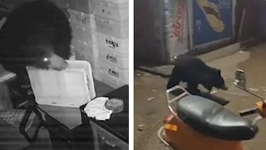 Αρκούδα έκανε... πλιάτσικο σε μαγαζιά τροφίμων