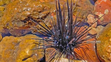 Αχινός από το... Σουέζ εντοπίστηκε σε παραλία του Ναυπλίου