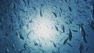 Ψάρια… μετανάστες «τρομοκρατούν» τους ψαράδες στις ελληνικές θάλασσες