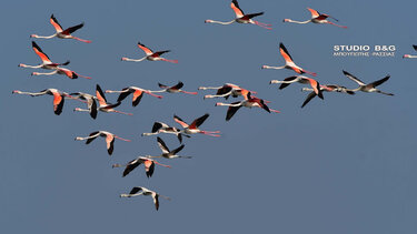 Δεκάδες φλαμίνγκο επισκέφθηκαν το Ναύπλιο 