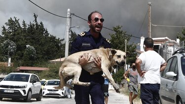 Πύρινος κλοιός: Προσπάθειες να σωθούν τα ζώα που έχουν εγκλωβιστεί στο Μενίδι