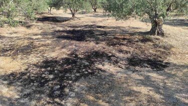 Στάχτη αγροτοδασική έκταση στη Σύλαμο- Φωτιά με το «καλημέρα»