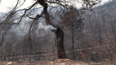  Πάρνηθα: Εντοπίστηκε καμένο κρανίο στη Φυλή