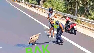 Όρνια καταρρέουν το ένα μετά το άλλο στην εθνική οδό - Φωτογραφίες