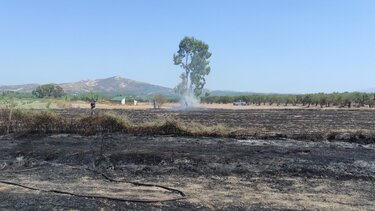 «Στάχτη κι αποκαΐδια» το χωράφι στον Πύργο μετά την πυρκαγιά- Φωτογραφίες