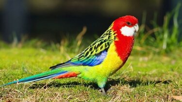 Ένας κατοικίδιος μπλε παπαγάλος παραλίγο να γίνει μασκότ ποδοσφαιρικής ομάδας