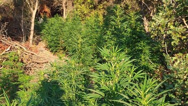 Νέα αστυνομική επιχείρηση στον ορεινό Μυλοπόταμο 