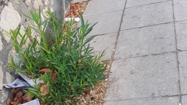 Το πάρκο, ο δρόμος και τα σκουπίδια