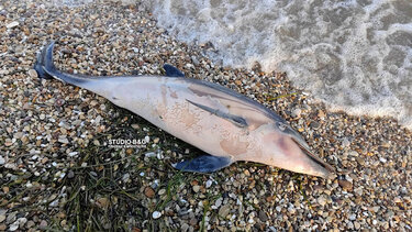 Μακάβριο θέαμα σε παραλία της Αργολίδας - Νεκρό δελφινάκι και θαλάσσια χελώνα