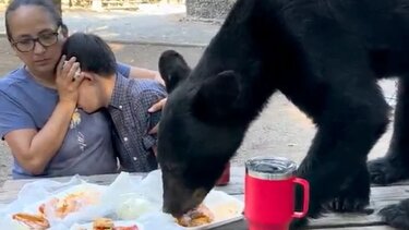 Eίδαν αρκούδα να πλησιάζει και να τρώει το φαγητό τους - Βίντεο