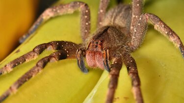 Γιατί οι επιστήμονες λένε ότι πρέπει να αρχίσουμε να μετράμε αράχνες