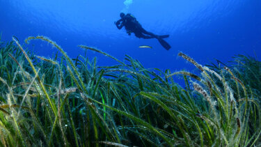 Λιβάδια Ποσειδωνίας: WWF Ελλάς, ΕΛΚΕΘΕ και Cyclades Preservation Fund ενώνουν δυνάμεις για τους «πνεύμονες» των θαλασσών μας
