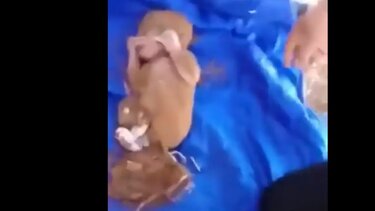 Σεισμός Μαρόκο: Συγκλονιστικό βίντεο, βρήκαν νεογέννητο στα συντρίμμια 