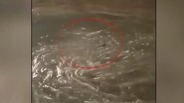 Τραγωδία στον Πειραιά: «Συγκλονισμένη από το τραγικό περιστατικό» δηλώνει η Attica Group