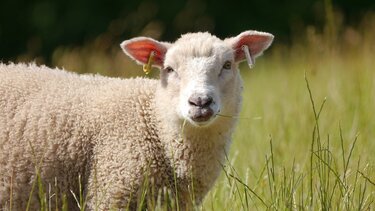 Οργή στην Κέρκυρα: Πέταξαν στα σκουπίδια ημιθανή προβατίνα