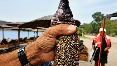 Σμέρνα μήκους ενάμισι μέτρου έπιασε ερασιτέχνης ψαράς στο Ναύπλιο