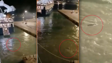 Blue Horizon: «Σώστε τον, μαζέψτε τον» - Νέο βίντεο σοκ από τη δολοφονία του 36χρονου Αντώνη