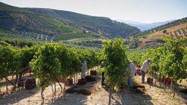 Ο Φετινός Τρύγος για το οινοποιείο Δουλουφάκη στις Δαφνές: Μικρή Ποσότητα, αλλά ποιοτική παραγωγή