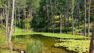 «100 δισεκατομμύρια δέντρα ενάντια στην κλιματική κρίση»