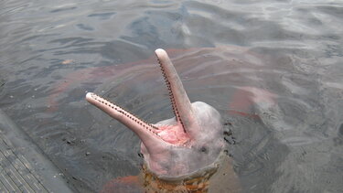 Στην ξηρασία και τις υψηλές θερμοκρασίες ενδέχεται να οφείλεται ο θάνατος δεκάδων δελφινιών στον Αμαζόνιο